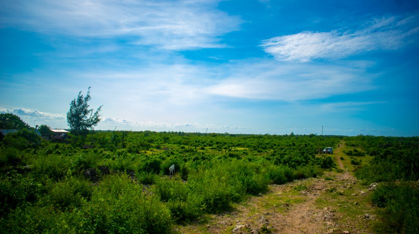 DSC_0286-1-835×467