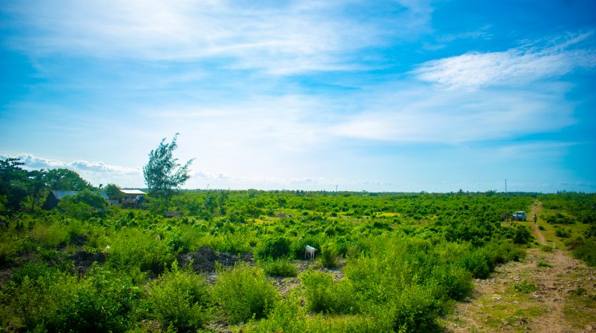 DSC_0289-835×467