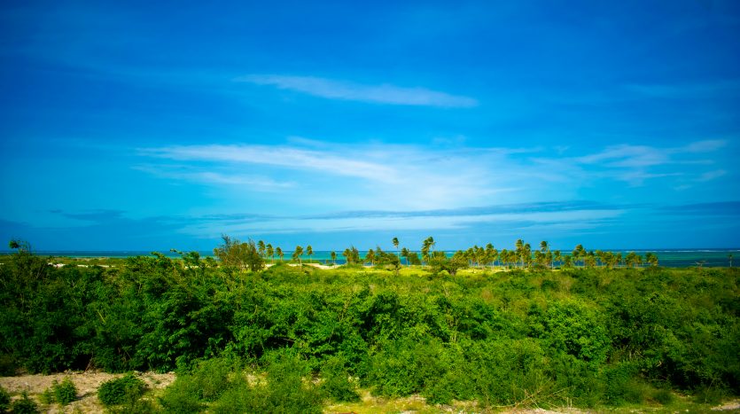 DSC_0300-1-835×467