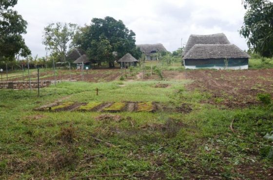 Land for Sale in Kijiwetanga Malindi