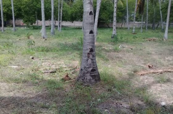 1/2 Acre of land for sale in watamu