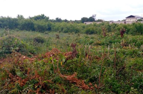 Land in Malindi, Casuarina