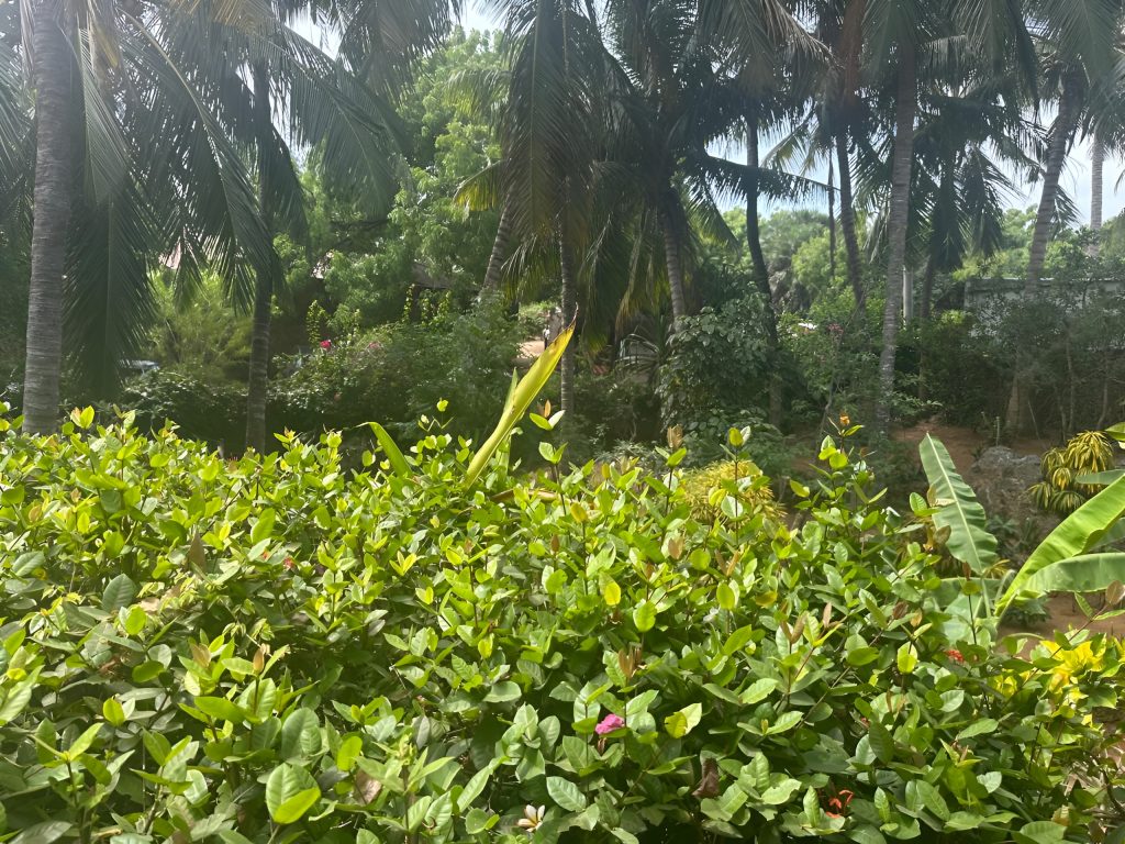 Watamu-1
