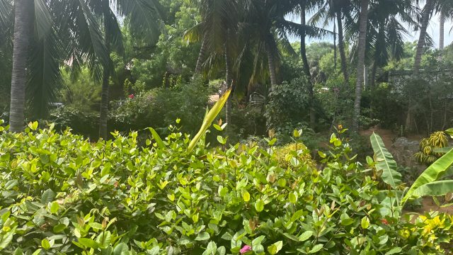 Watamu-1